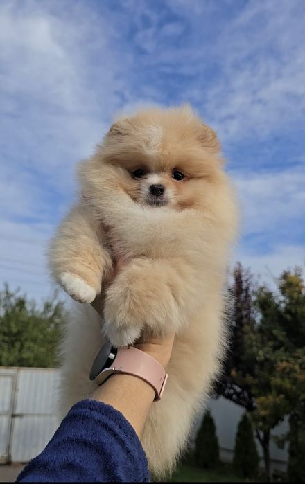 Плюшеві ведмедики.