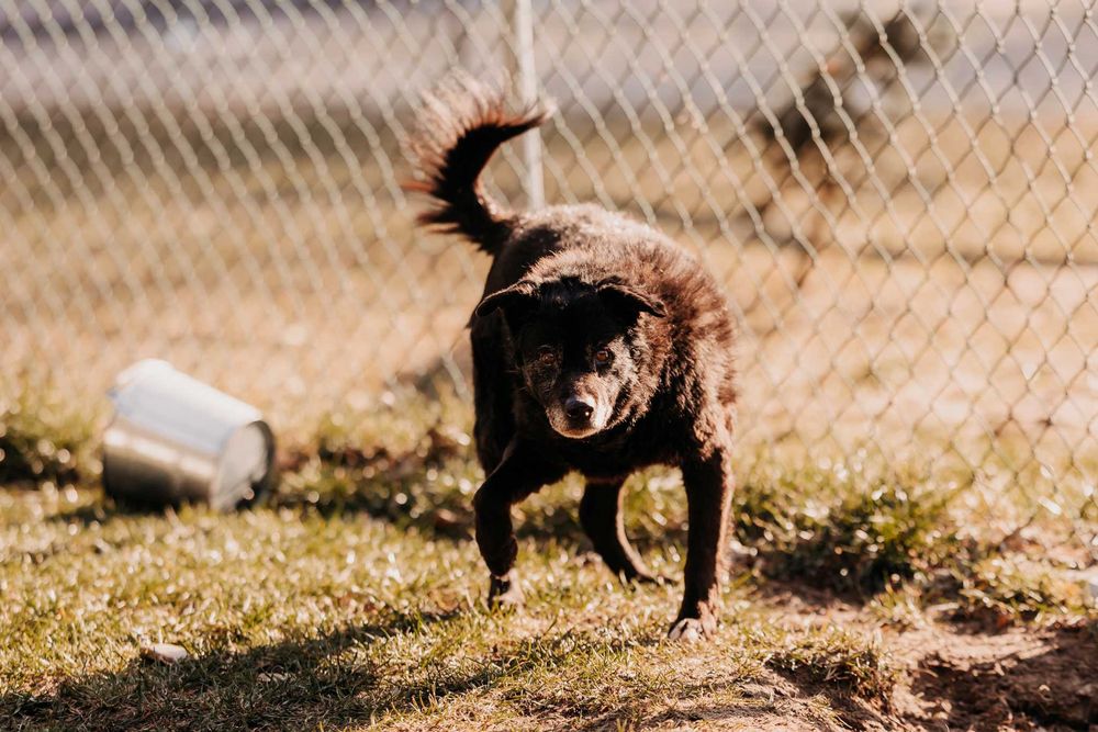 Bari - większość życia spędził w schronisku, nie traci nadziei