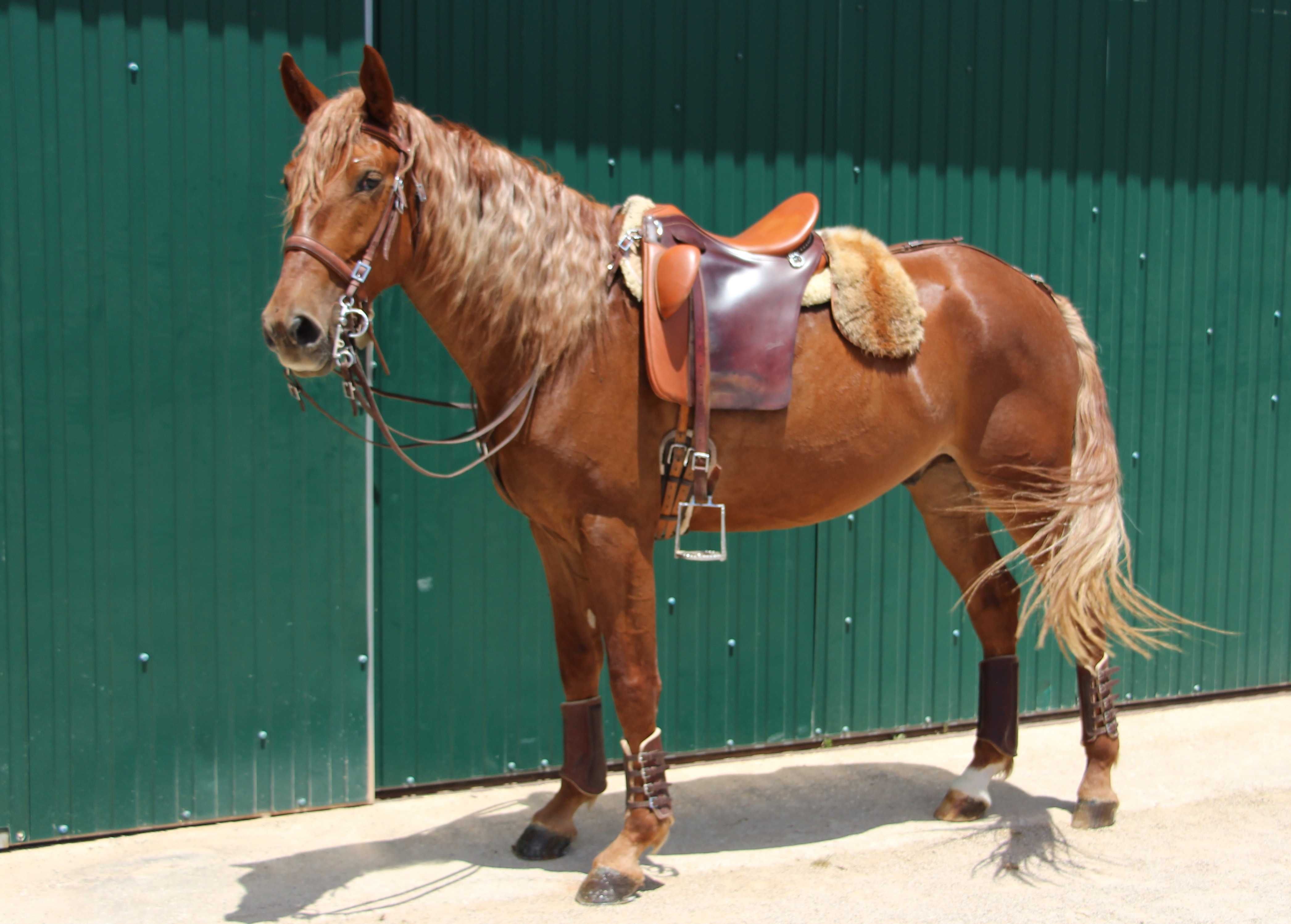 Jovem cruzado Lusitano com excelentes andamentos e temperamento dócil
