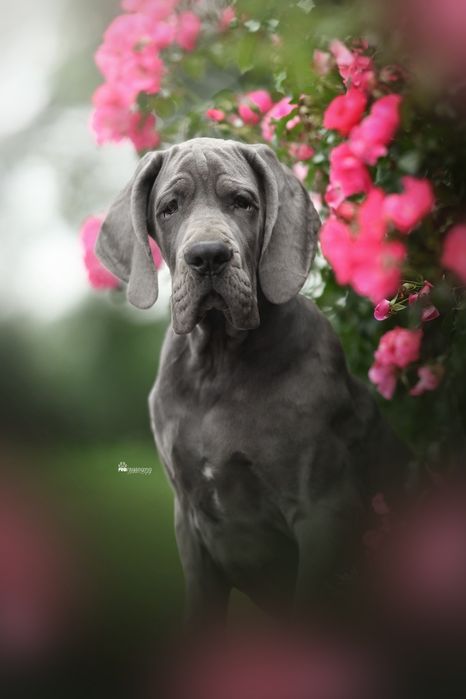 Dog Niemiecki błękitny samiec