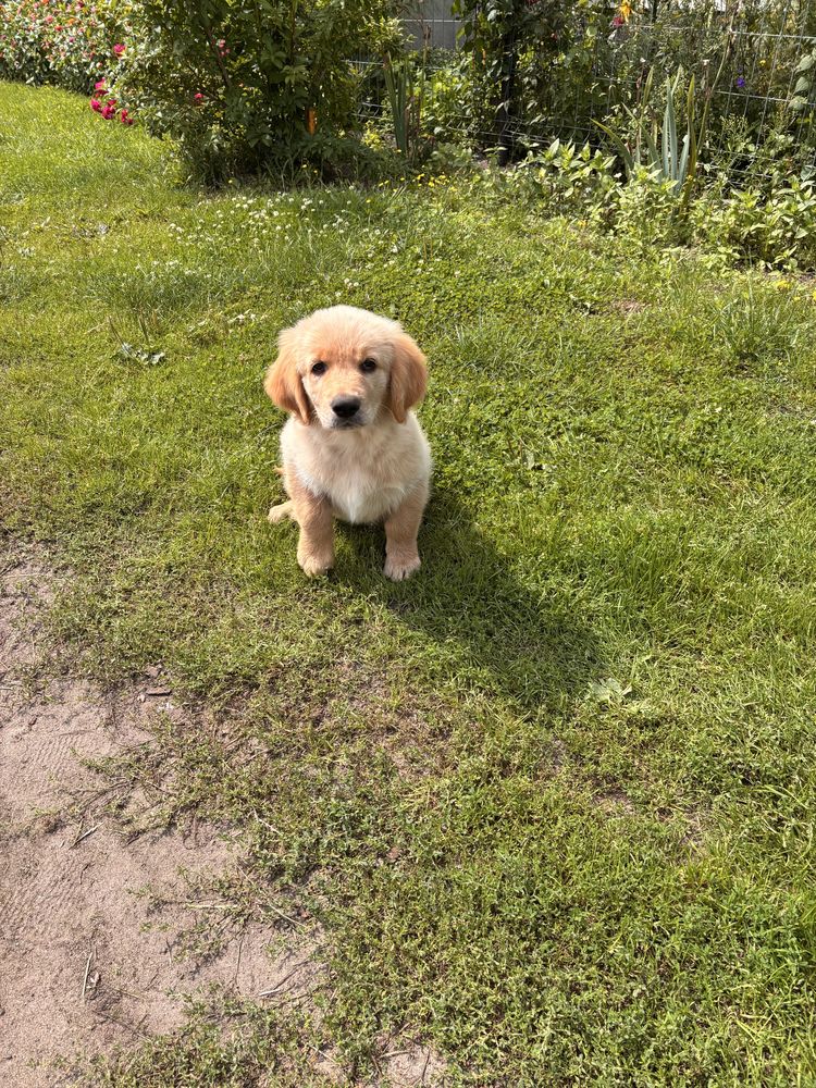 Golden Retriever Piesek