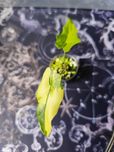Alokazja portei variegata