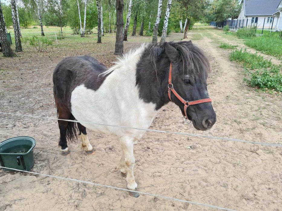 Kuce z obustronnym pochodzeniem