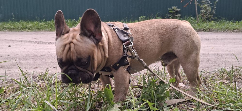 Вязка Французского бульдога