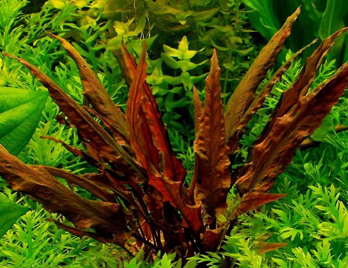 Cryptocoryne wendtii Mi Oya - karbowane czerwono-brązowe liście.