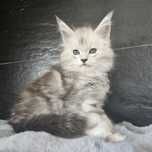 Kocurek  Maine coon rodowód fpl do hodowli . Hodowlana