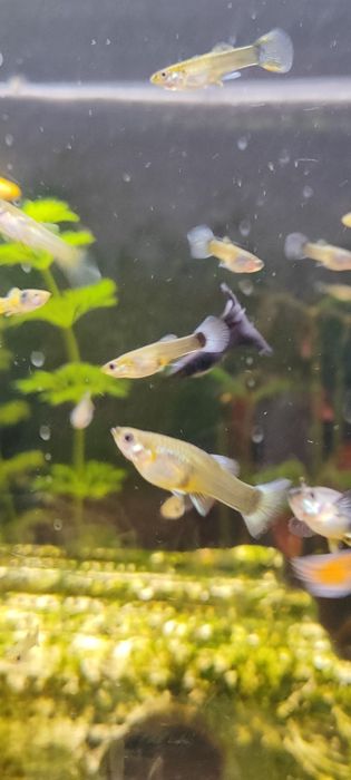 Młode gupiki - rybki akwariowe