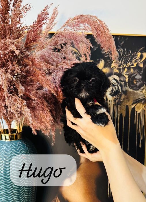 Przepiękny szczeniaczek shih tzu Hugo, gotowy do rezerwacji