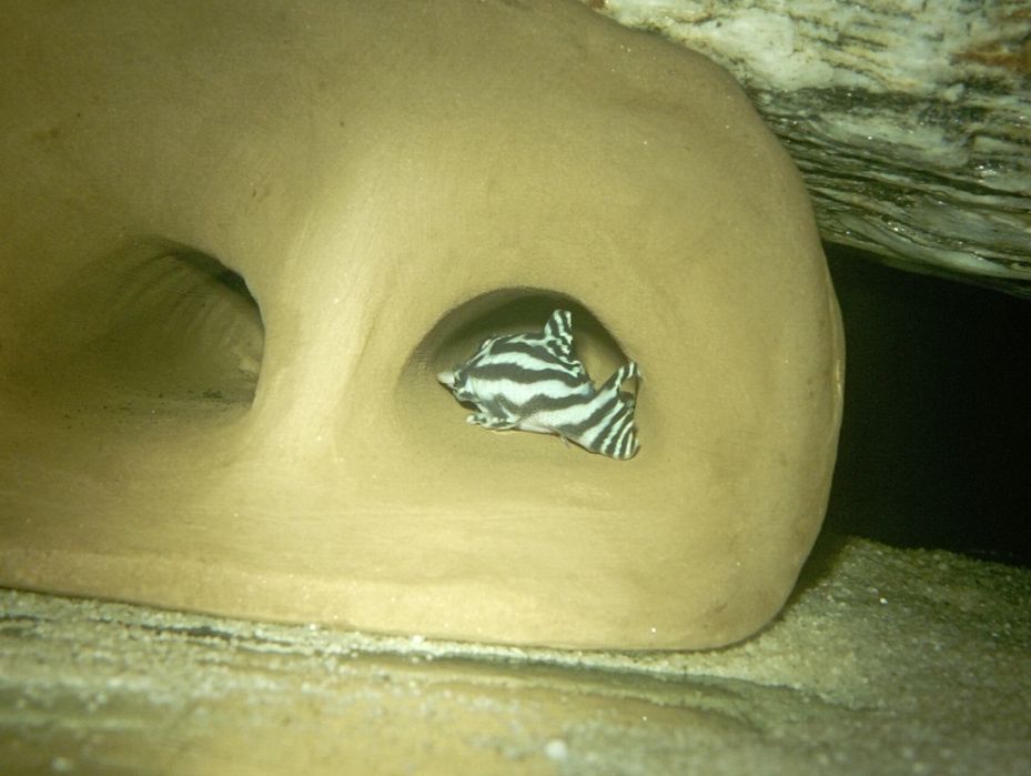 Para Hypancistrus zebra L46 zbrojniki glonojad