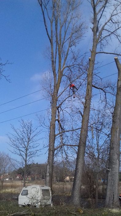 Wycinka i Przycinka Drzew Metodą Alpinistyczną