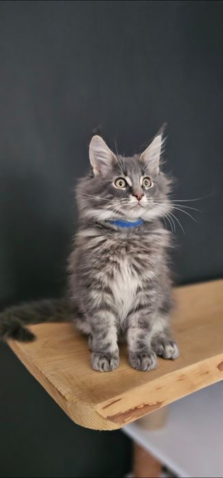 Kocurek Maine coon