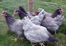 Реализуем инкубационные яйца кур
