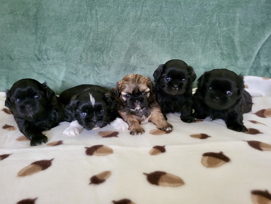 Shih tzu uroczy piesek w skarpetkach