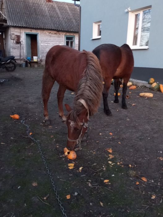 Продається лошиця рік й два місяці