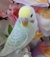 Редкие необычные цвета малышей волнистых попугаев