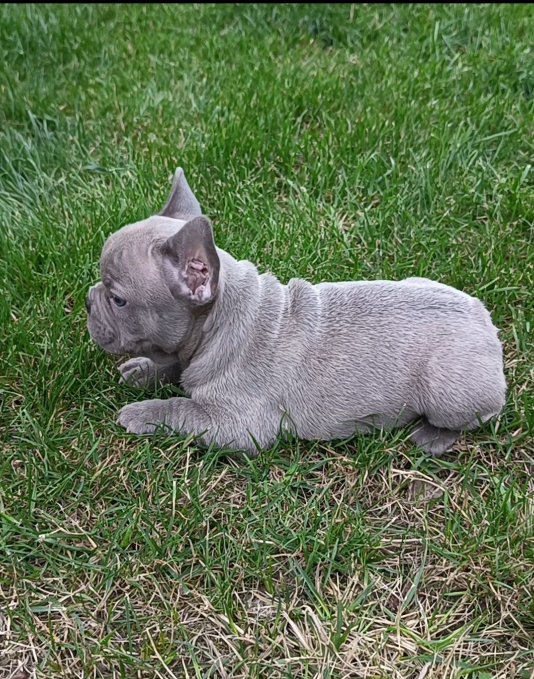 Buldog francuski Lilac