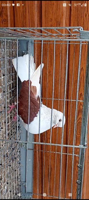 Orliki szaryki nikołajewskie boki