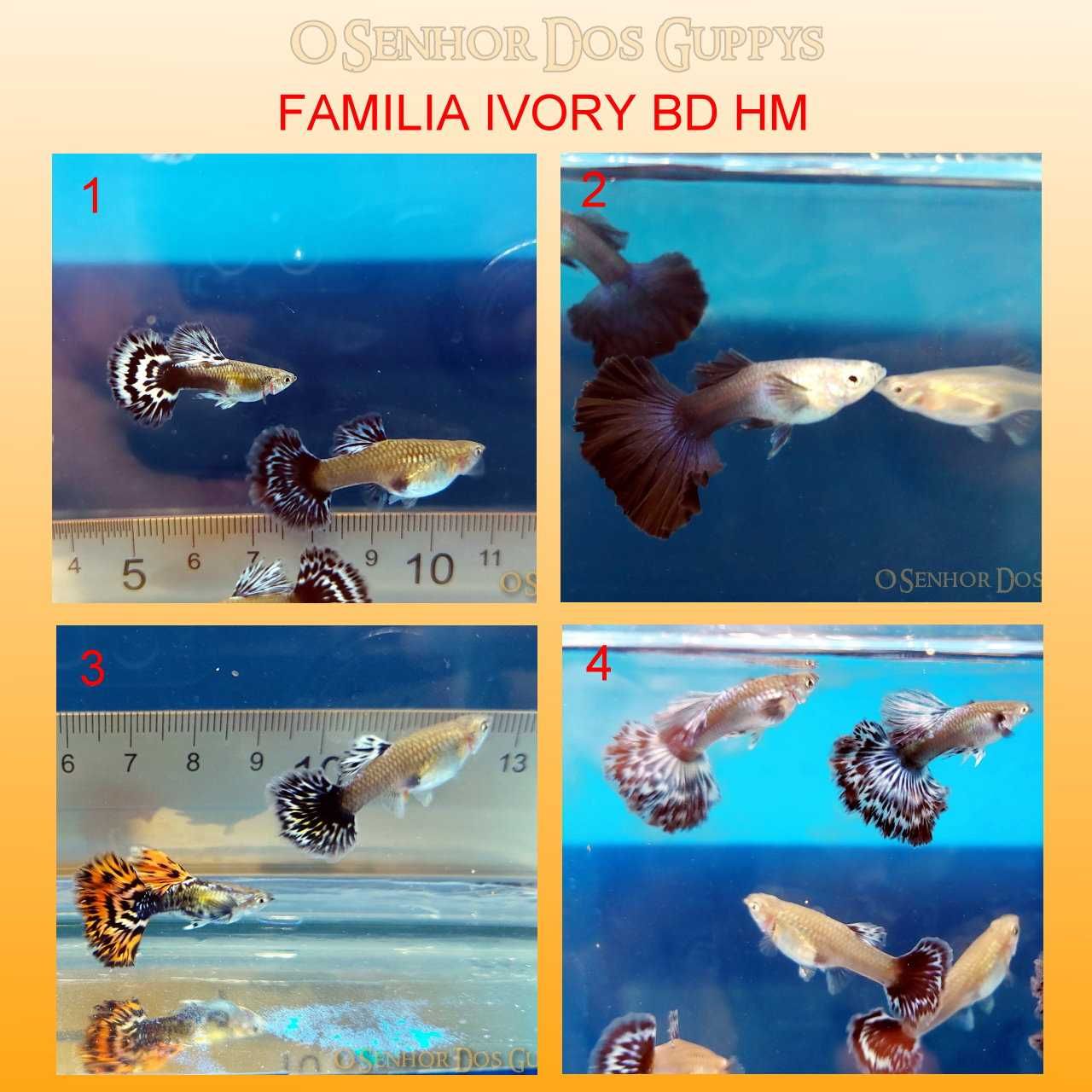 Guppys importados em pares