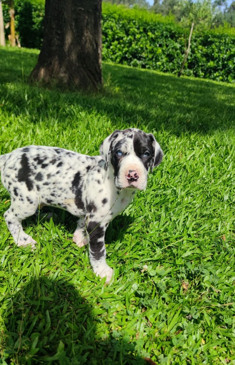 Dogue Alemão Arlequim macho (olho azul e verde)