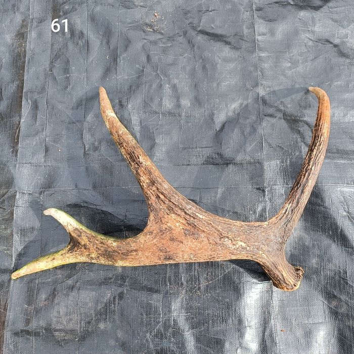 Sprzedam poroże łosia, jeleni, parostki koziołka