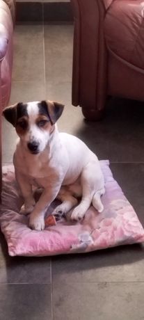 Piesek rasy Jack Russell Terrier