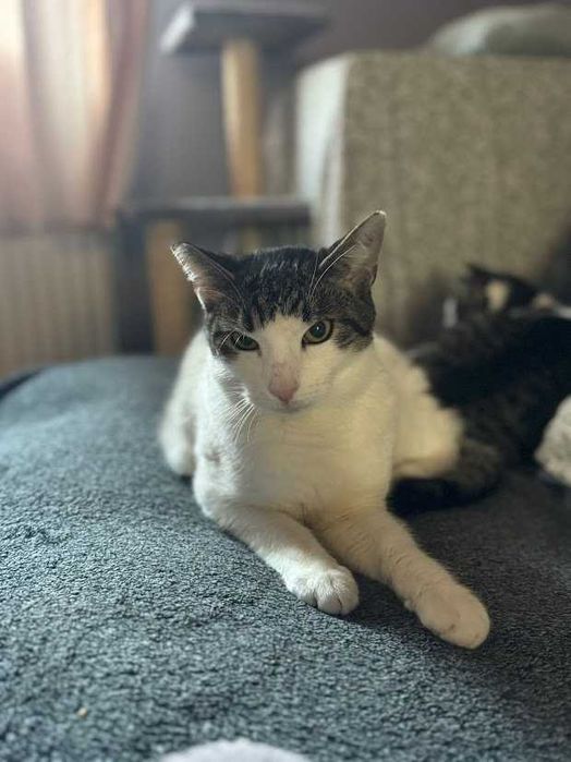 AGREST- żywiołowy i śliczny 9-miesięczny kocurek szuka domu!