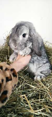 Mini Lop chłopak o łagodnym usposobieniu