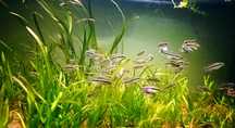 Kribensis (pelvicachromis pulcher)