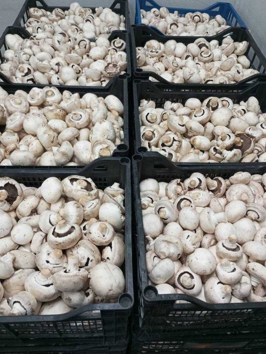 Гриби шампіньйони (печериці): 1,2 сорт, відкритий гриб / тільки ОПТ