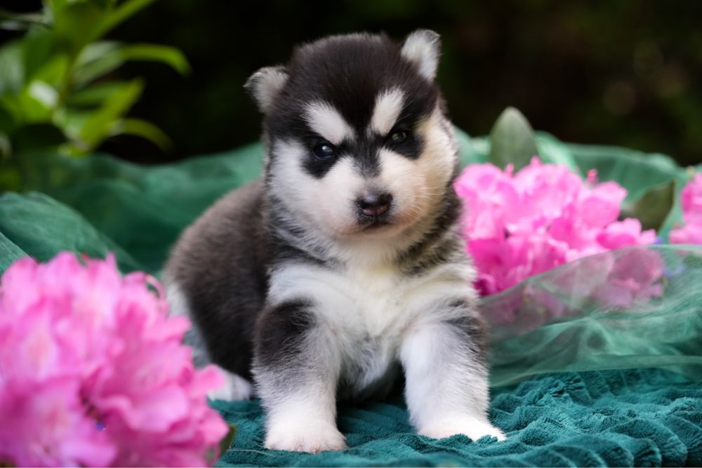 Przepiękna czarno-biała ciemnooka sunia Siberian Husky FCI
