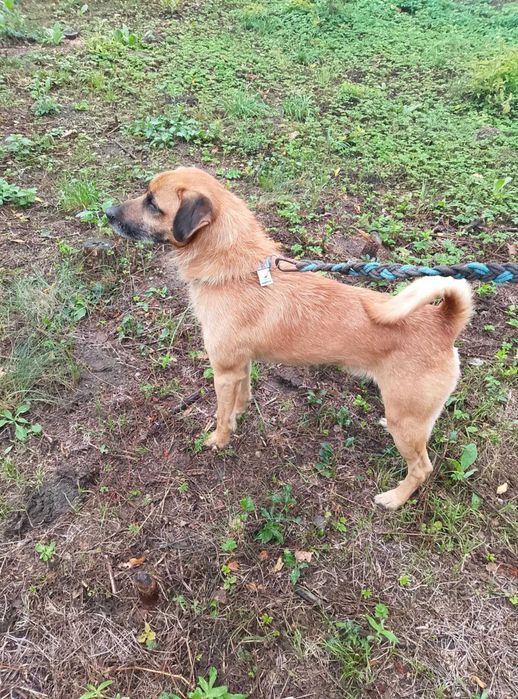 Mądry piękny pies szuka domu.