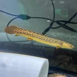 Wielopłetwiec/Polypterus Teugelsi Lapradei i Endlicherii