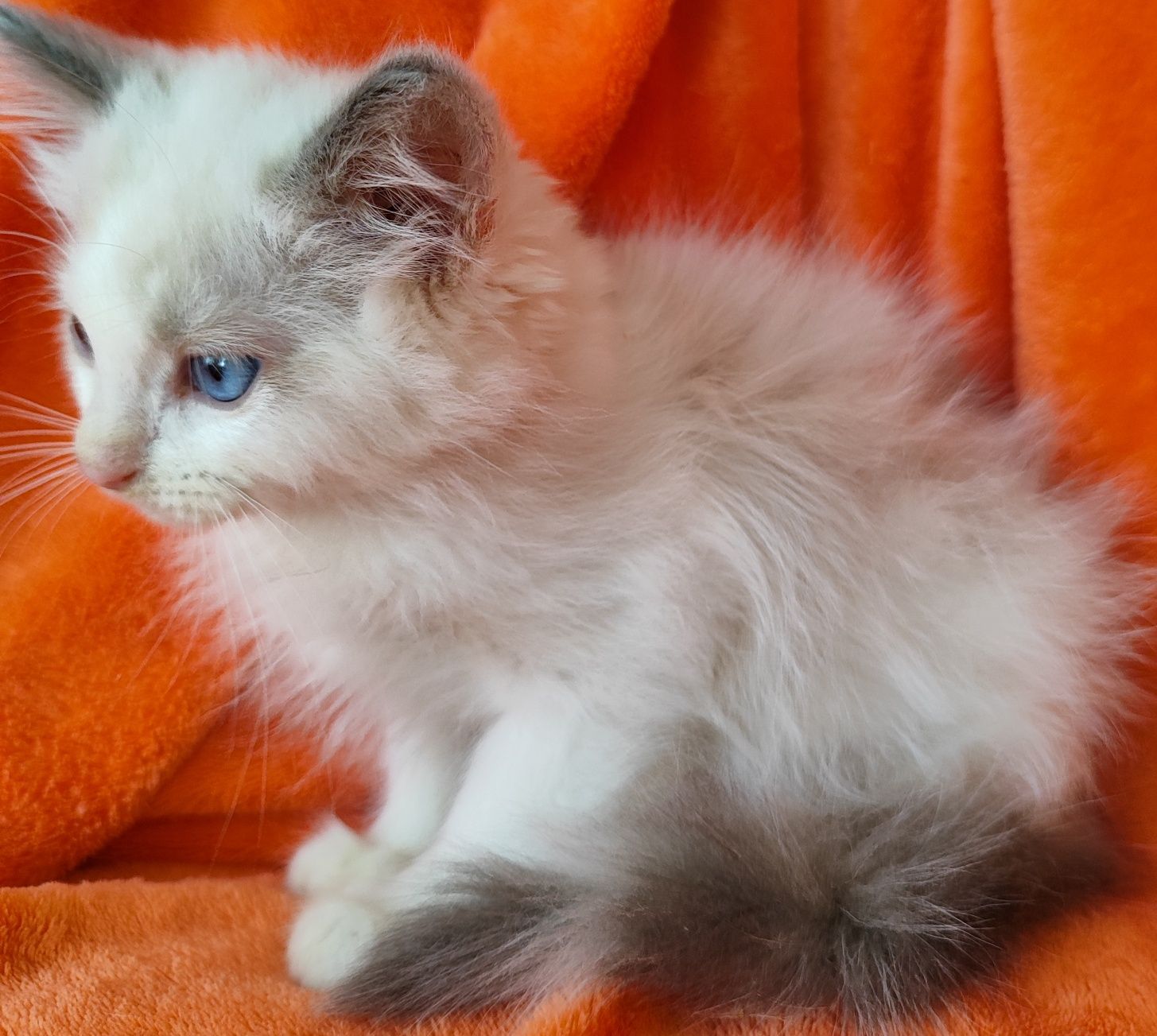 Niesbieski kocurek ragdoll z rodowodem FPL po IC