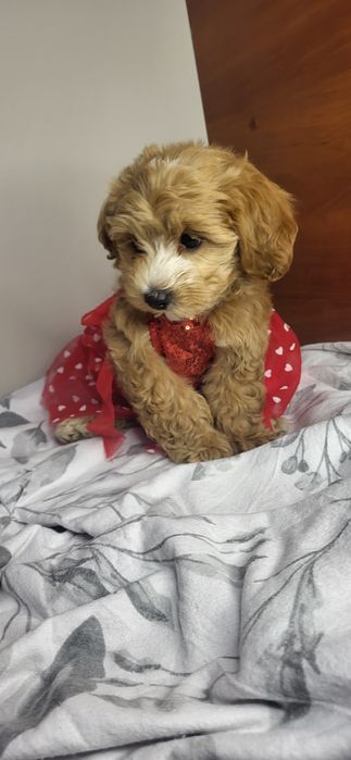 Maltipoo f1 malutka sunia