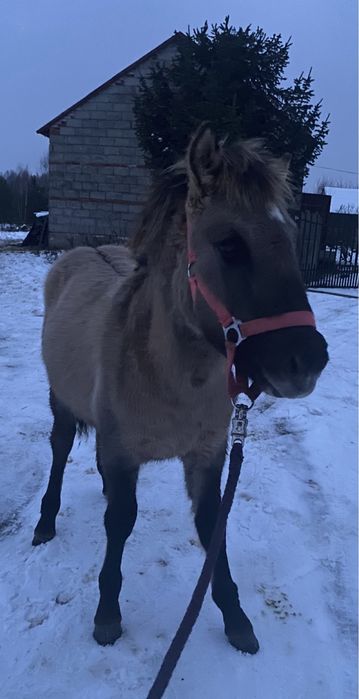 Konik polski koń / kuc