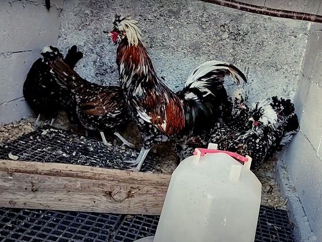 Інкубаційне яйце та курчата, Падуан фарфоровий. 90% оплод. Птиця