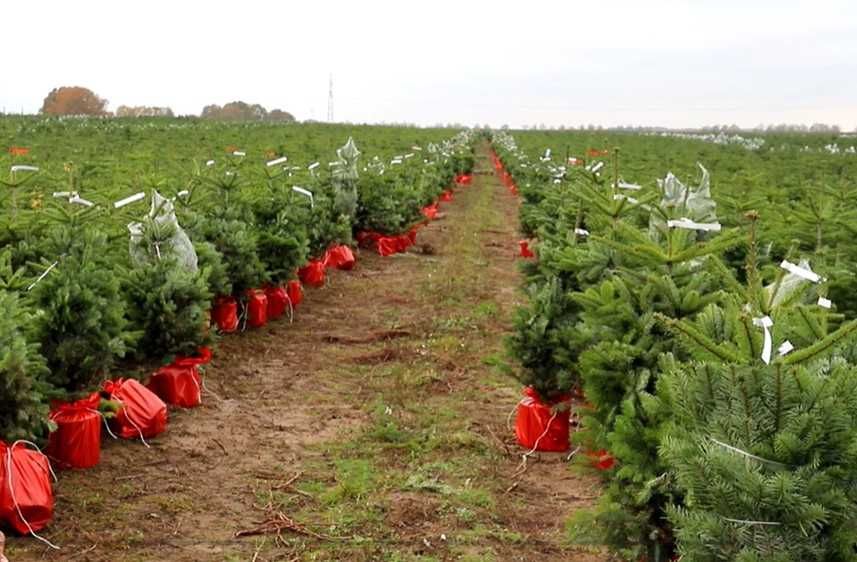 Jodła kaukaska w donicy 130-170 cm