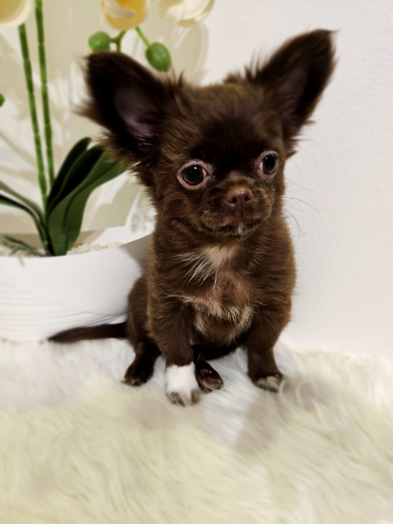 Chihuahua długowłosy piesek