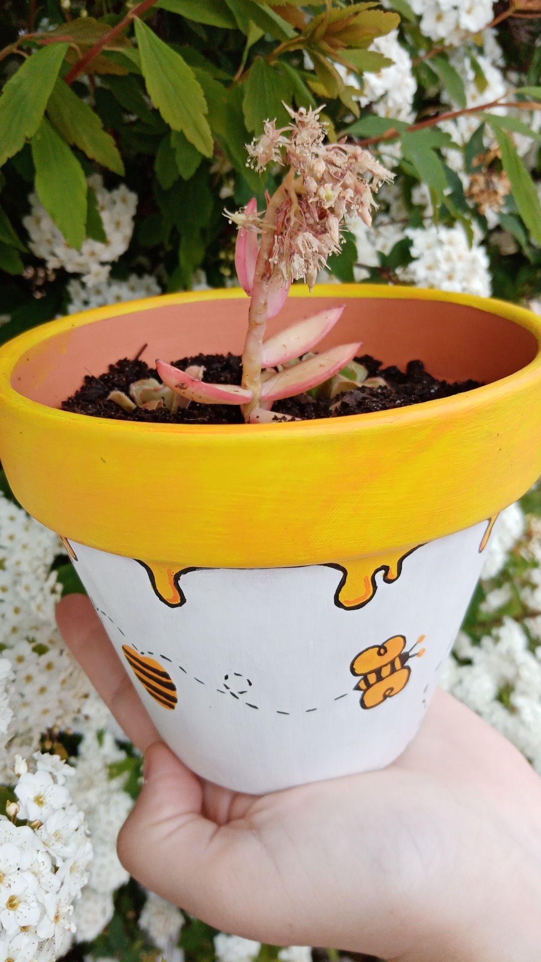 Plantas em vasos personalizados