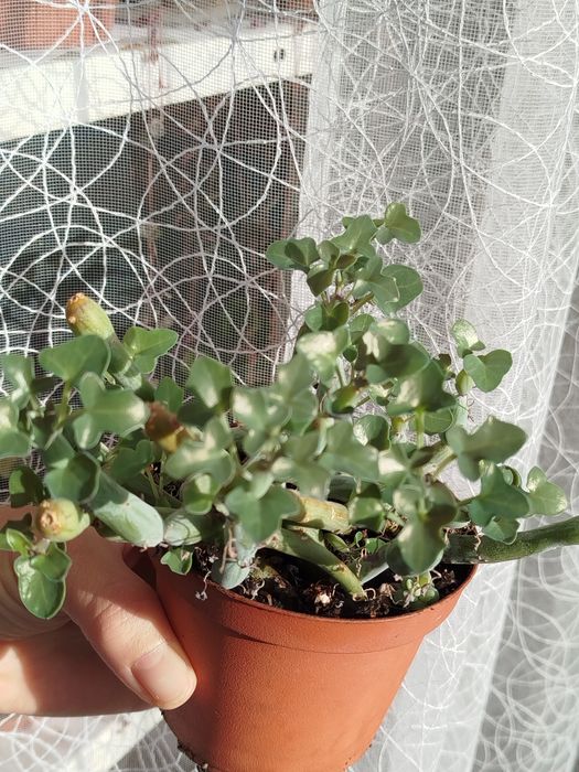 Граптопеталум і інші -40гривень