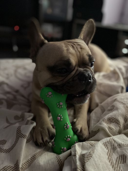 Французкий бульдог в’язка