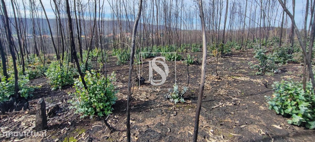 Terreno de 2,4Ha em Melres