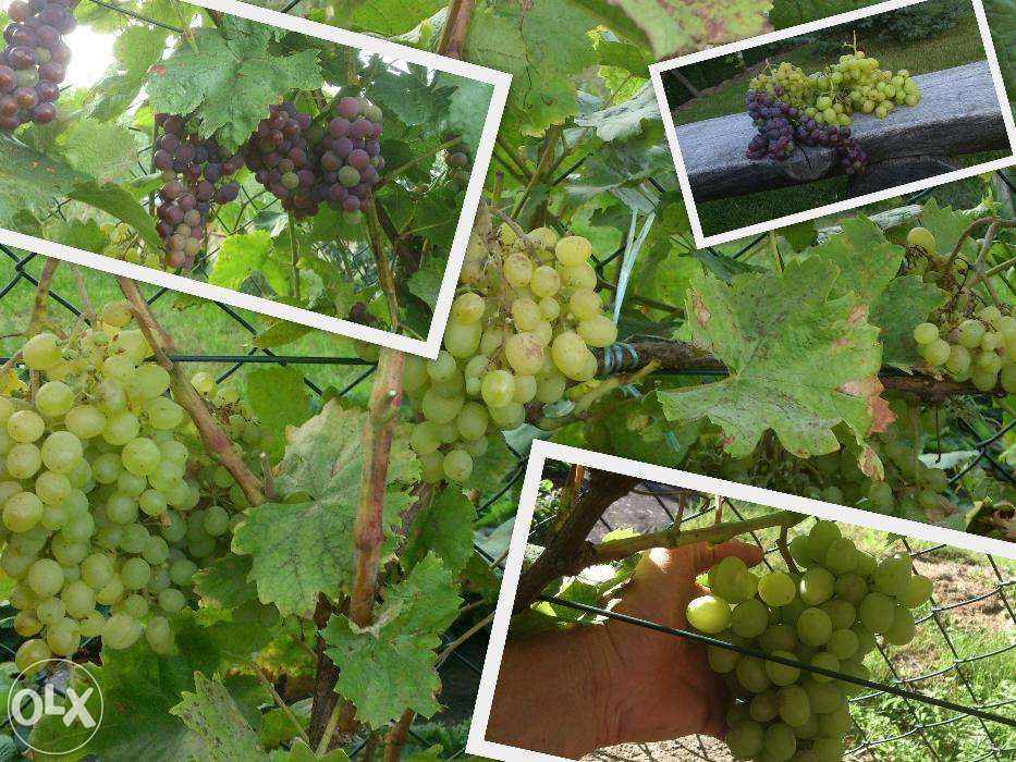 Pszczoła Murarka ogrodowa, kokony