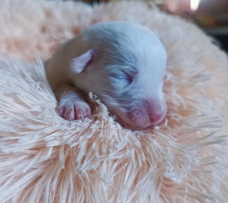 Cachorrinhos para ADOÇÃO (Jan 2026)