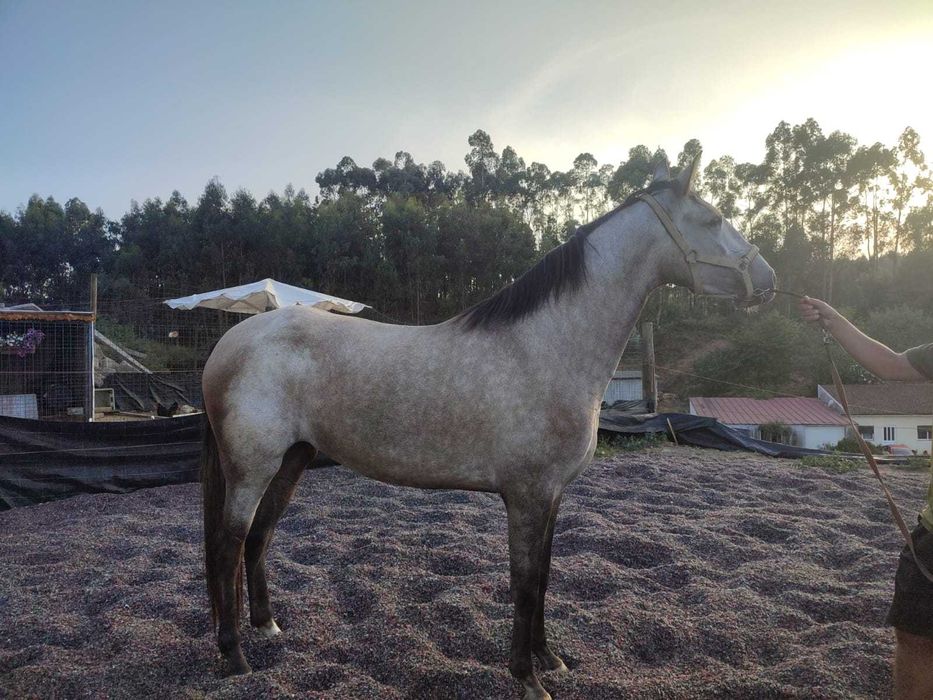 Égua lusitana pura