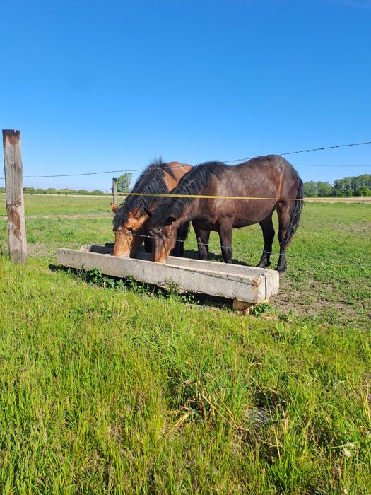 Sprzedam 3 klacze zimnokrwiste