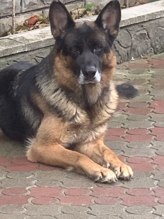 Цуценята Німецької вівчарки