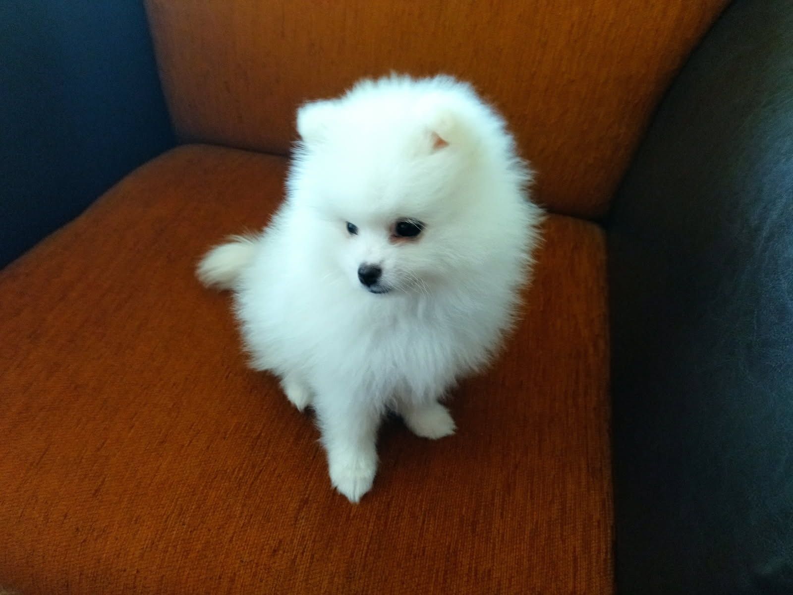 Szpic Miniaturowy Pomeranian
