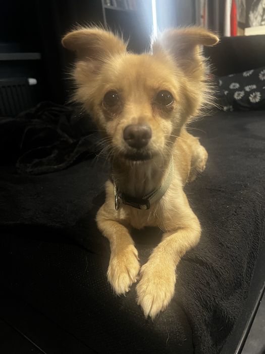 Siri ma 1,5 roku i 2,5 kg w typie chihuahua