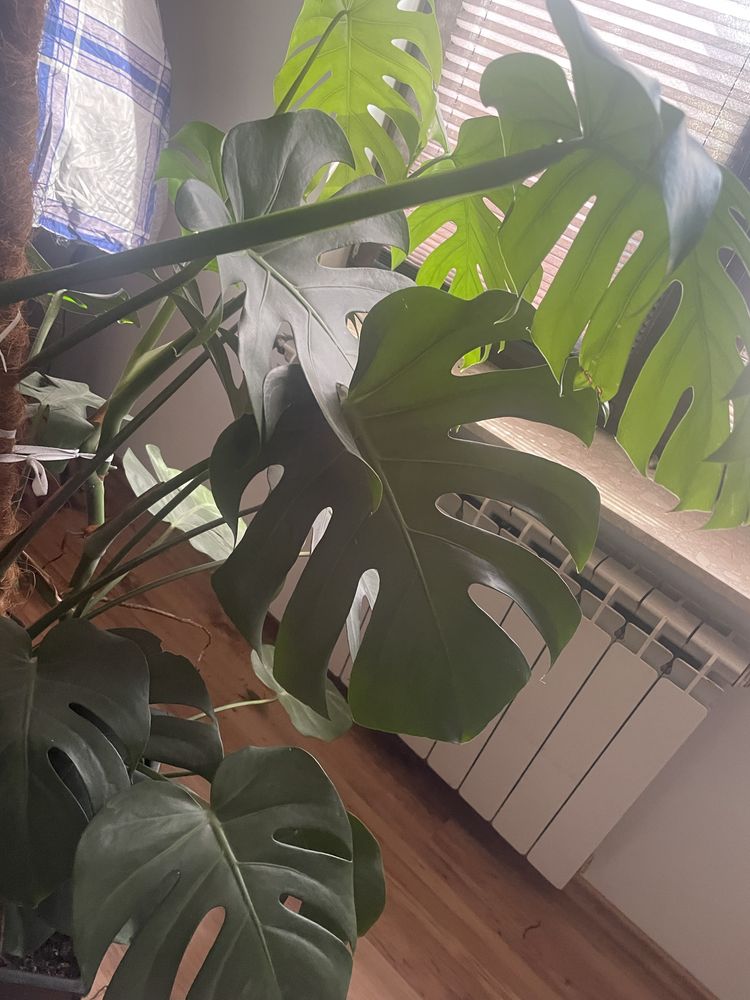 Roślina Monstera duza